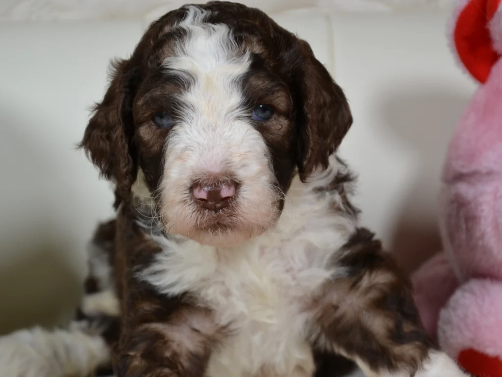 Grace the royal brown sable and white giantpoodle puppy