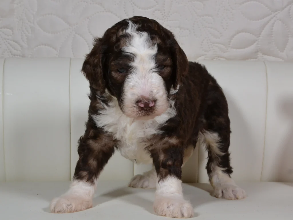 Grace the royal brown sable and white standardpoodle girl
