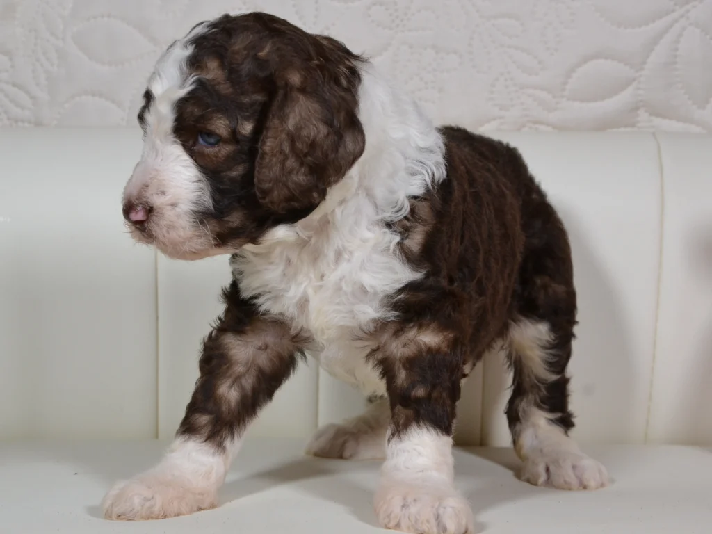 Grace the royal brown sable and white standardpoodle puppy