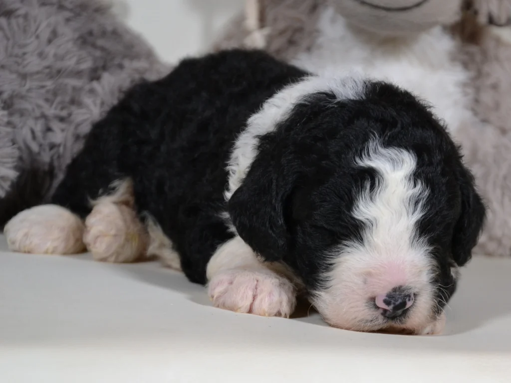 Grant the royal sable and white giantpoodle puppy