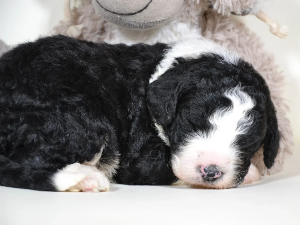 Grant the royal sable and white giantpoodle