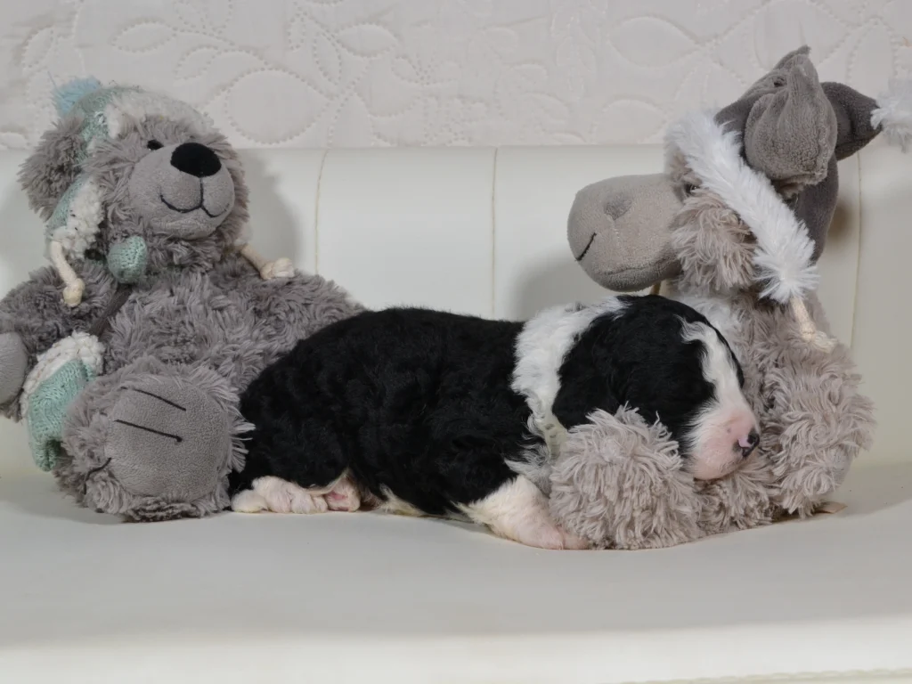 Grant the royal sable and white standardpoodle puppy