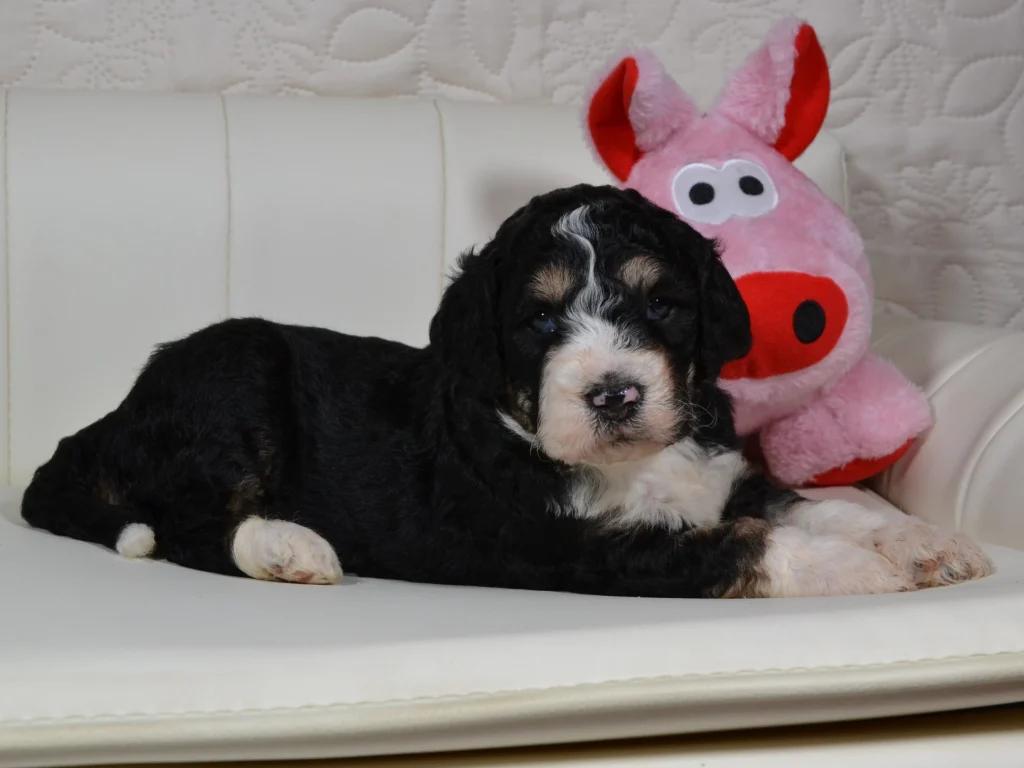 Gulliver the royal sable phantom and white giantpoodle boy
