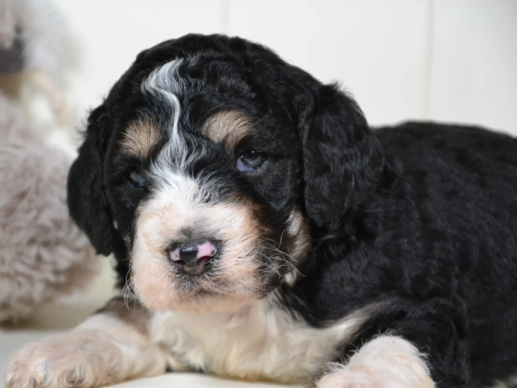 Gulliver the royal sable phantom and white giantpoodle puppy