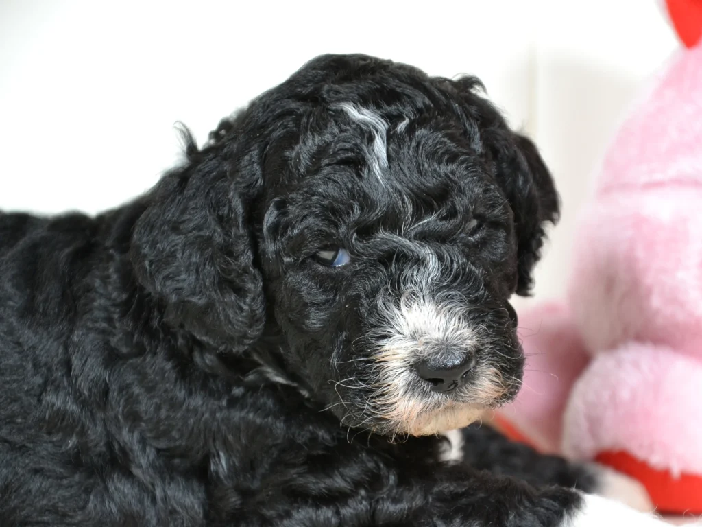 Gwen the royal black and white giantpoodle girl