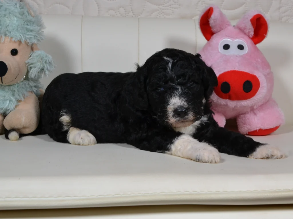 Gwen the royal black and white giantpoodle puppy