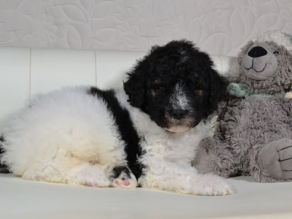 Jack a black sable and white parti giantpoodle puppy