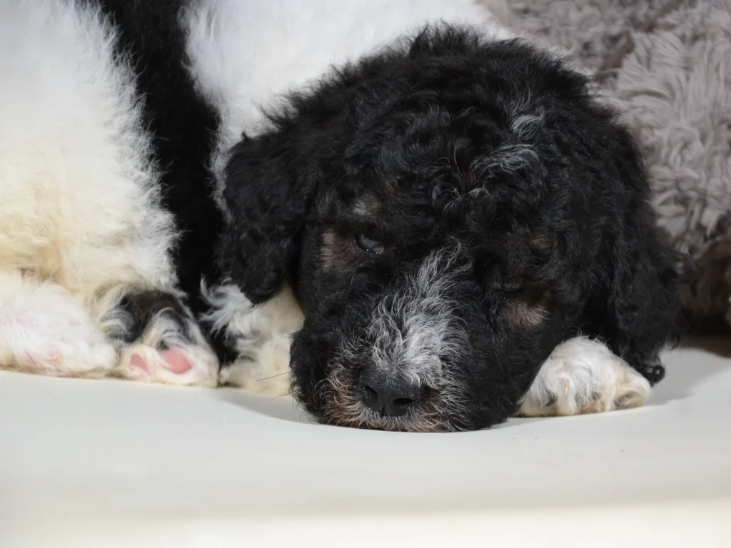 Jack a black sable and white parti standardpoodle puppy