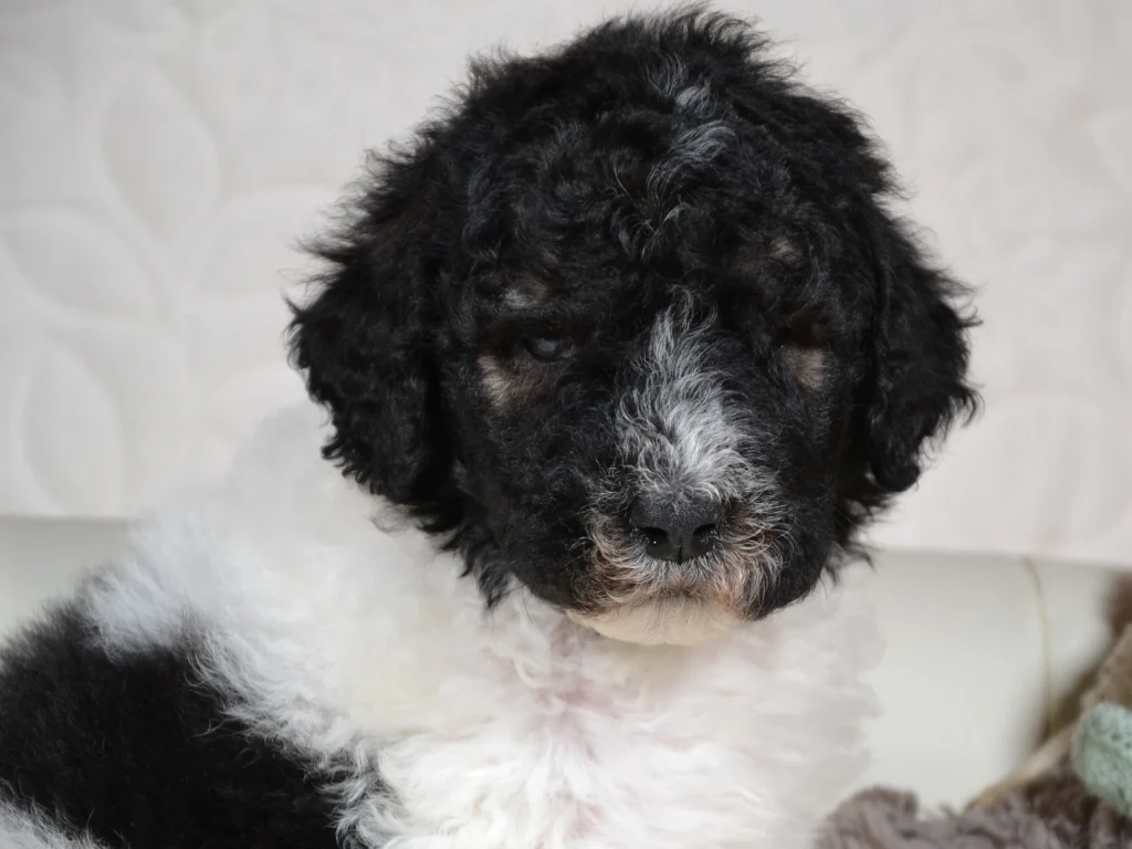 Jack the black sable and white parti giantpoodle