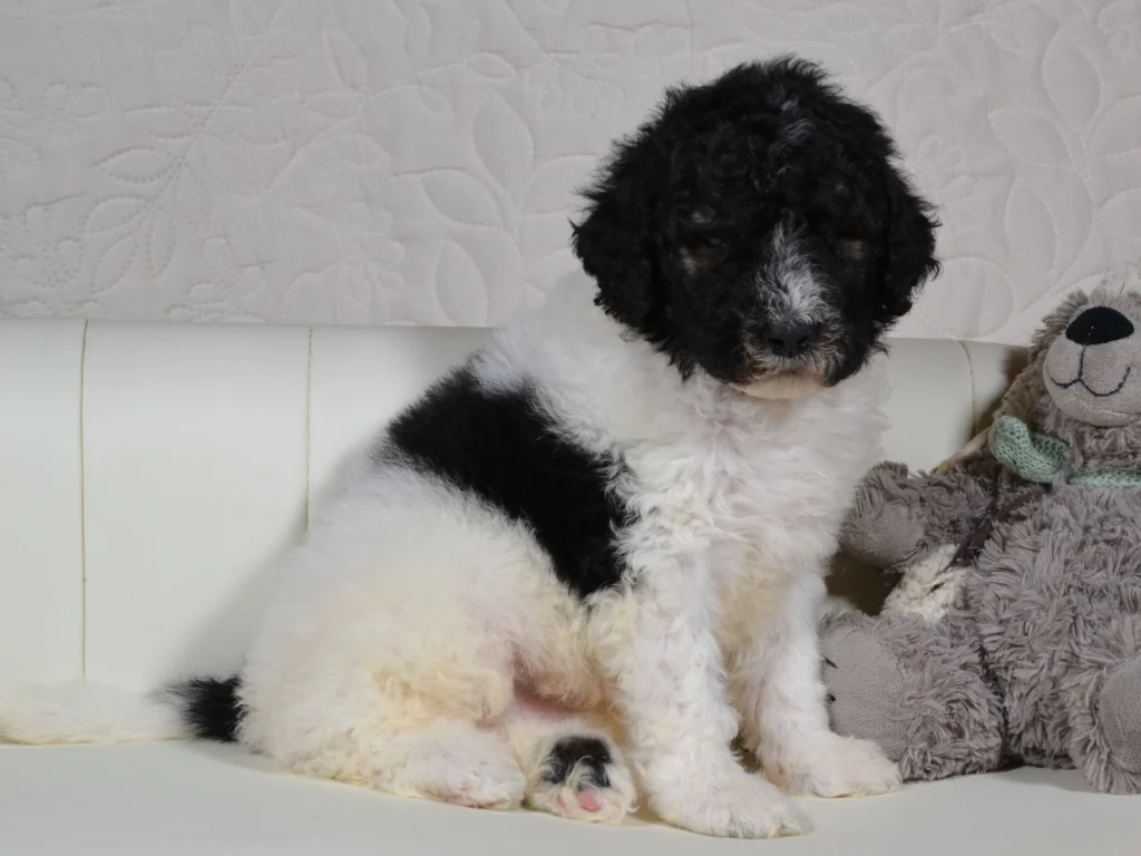 Jack the black sable and white parti standardpoodle