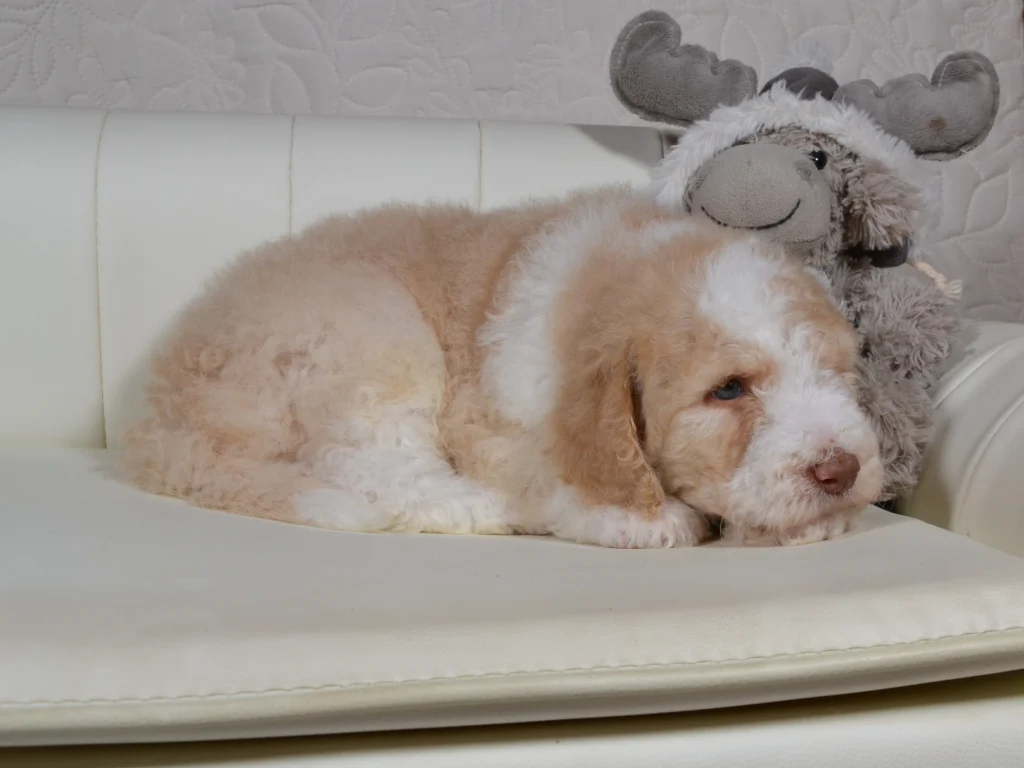 Jake a royal apricot and white giantpoodle puppy