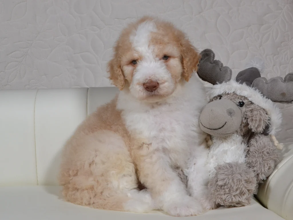 Jake the royal apricot and white giantpoodle puppy