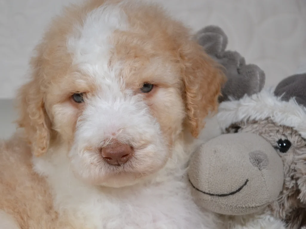 Jake the royal apricot and white standardpoodle puppy