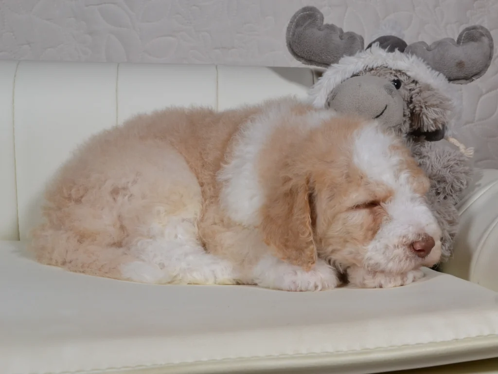 Jake the royal apricot and white standardpoodle