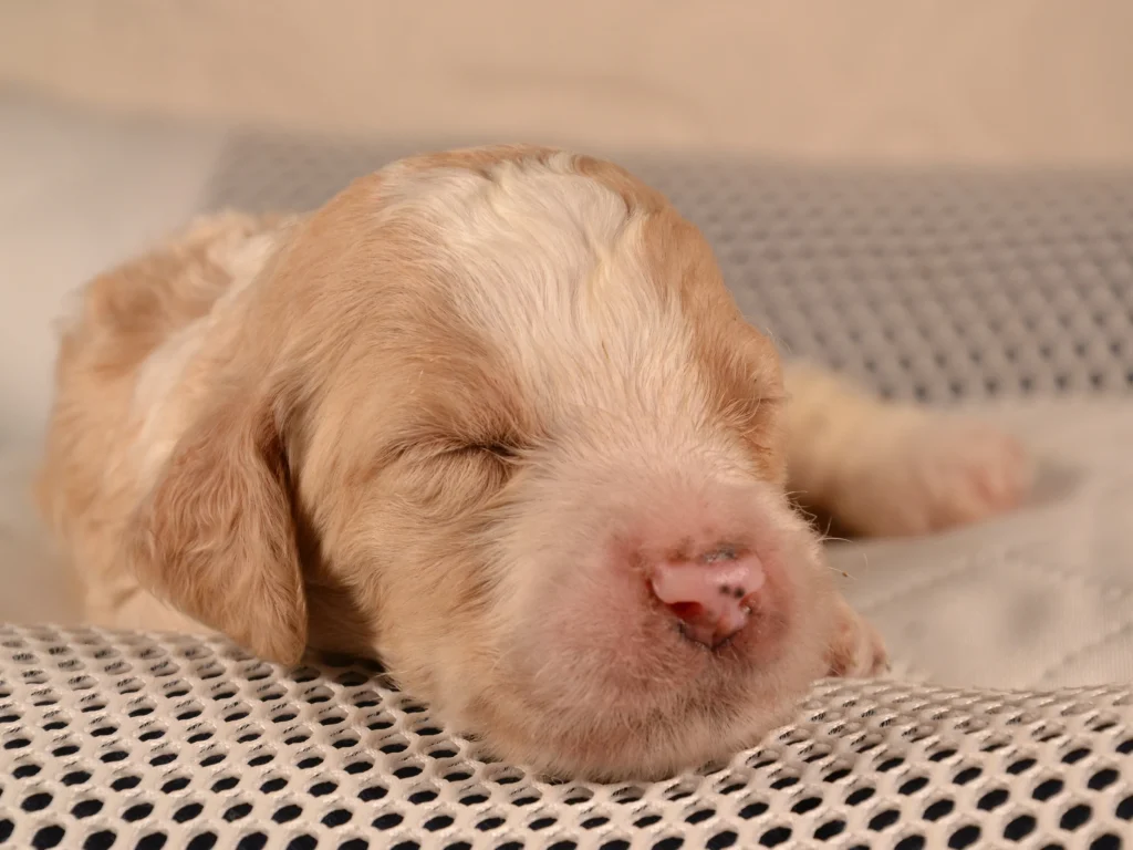 Karen the royal red&white giantpoodle puppy