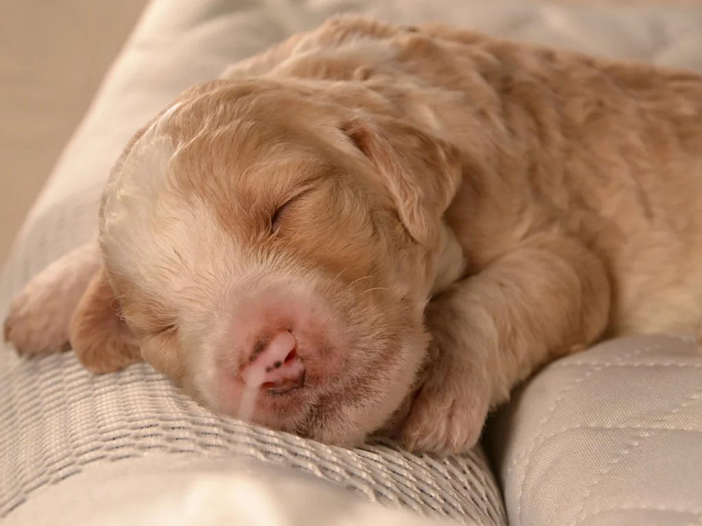 Karen the royal red&white poodle puppy girl