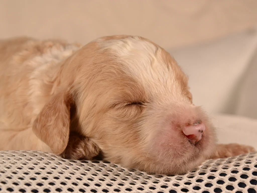 Karen the royal red&white poodle puppy