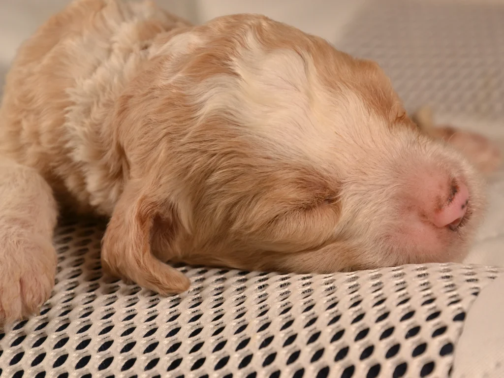 Karen the royal red&white standard poodle puppy