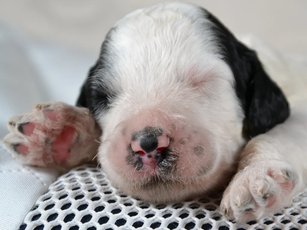 Katherine the black&white giantpoodle puppy