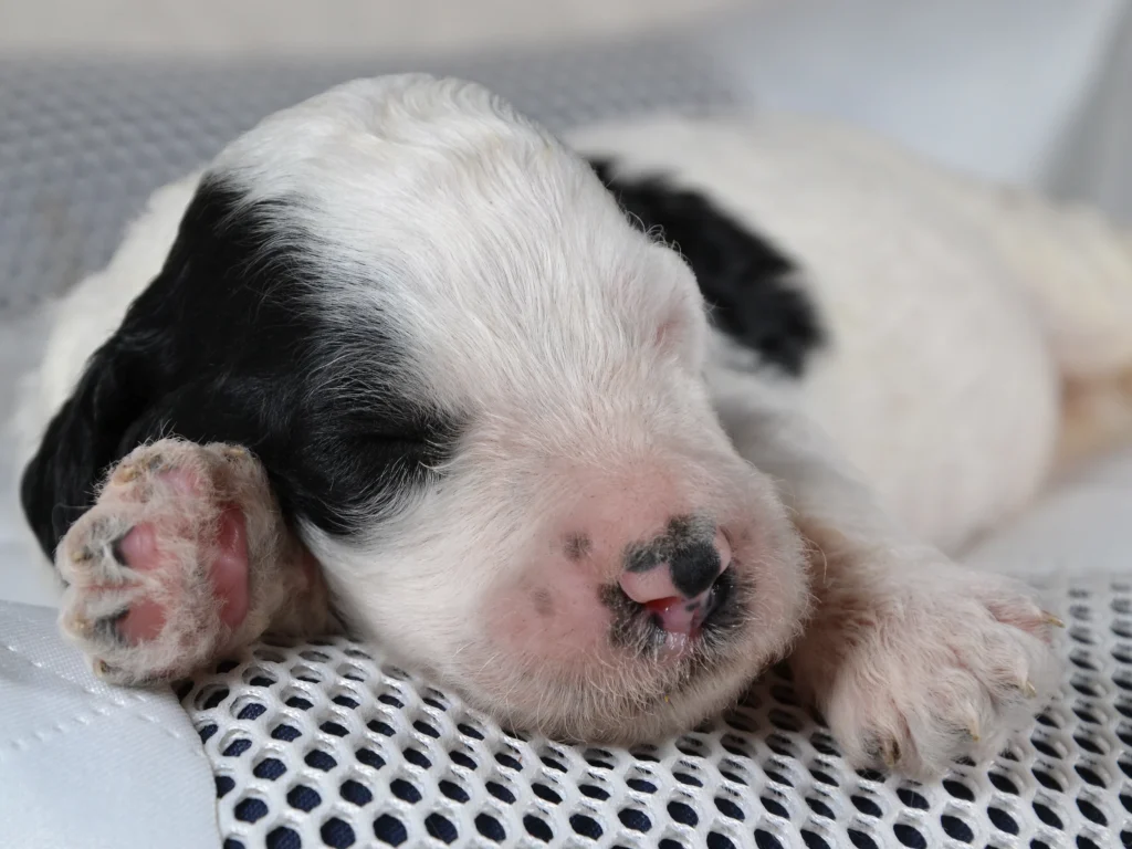 Katherine the black&white poodle puppy girl