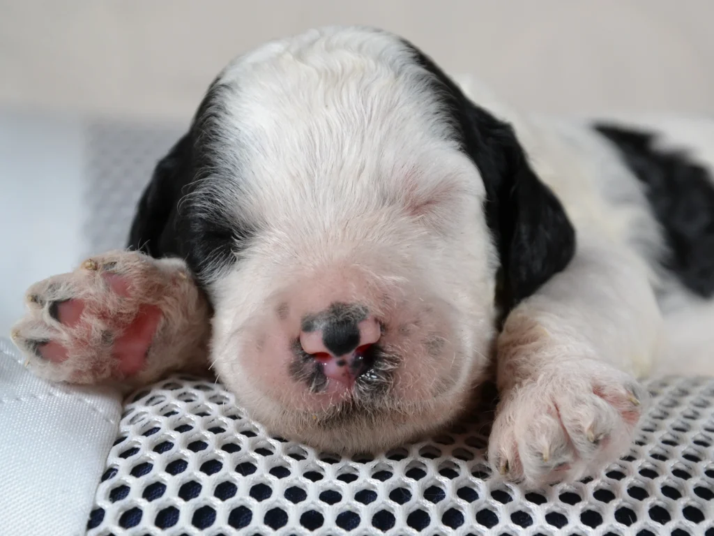 Katherine the black&white poodle puppy