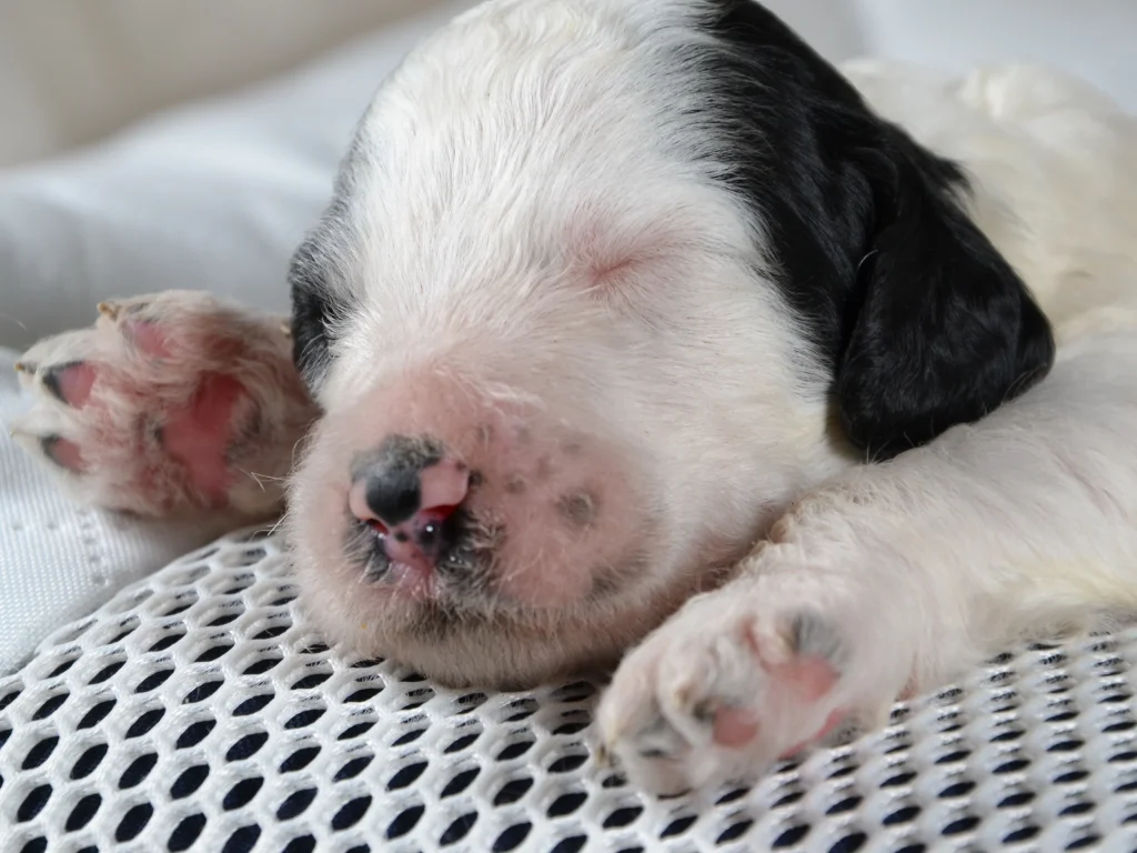 Katherine the black&white standard poodle puppy