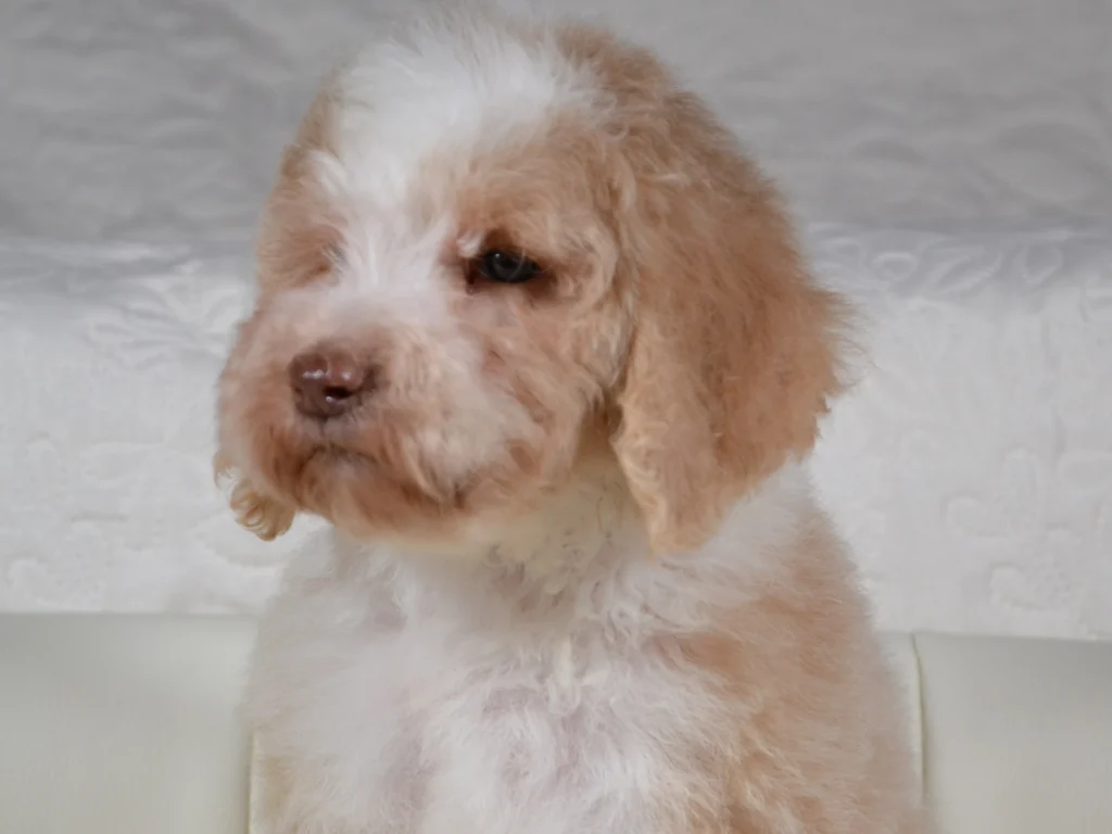 Keaton the royal apricot&white giantpoodle puppy boy