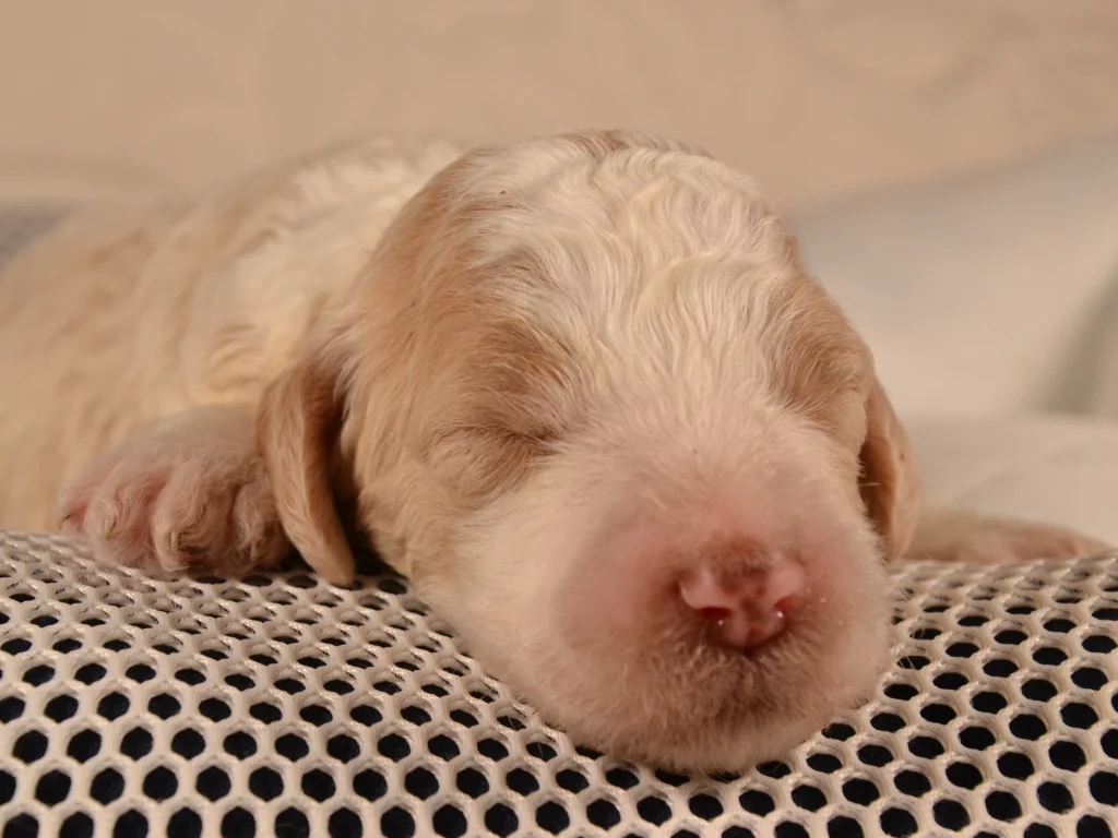 Keaton the royal apricot&white giantpoodle puppy