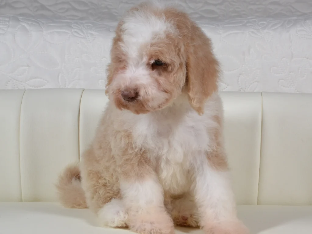 Keaton the royal apricot&white poodle boy