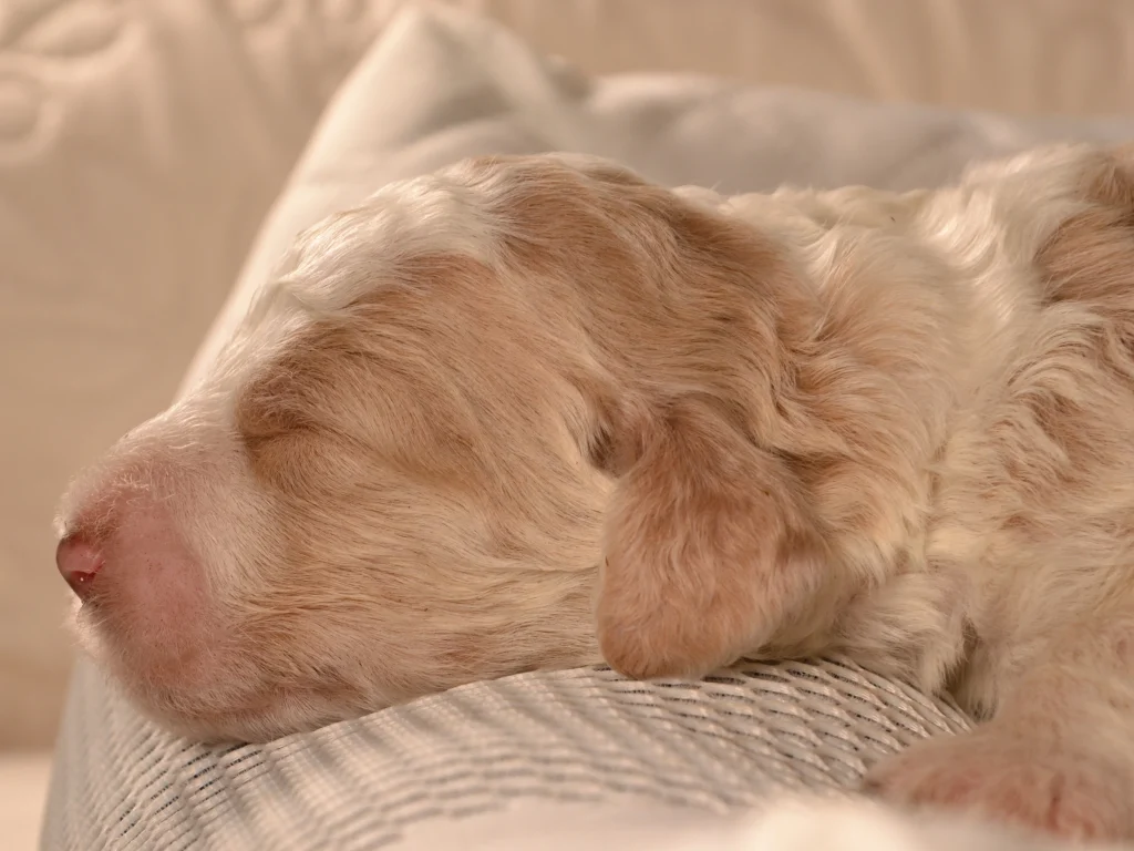 Keaton the royal apricot&white poodle puppy boy