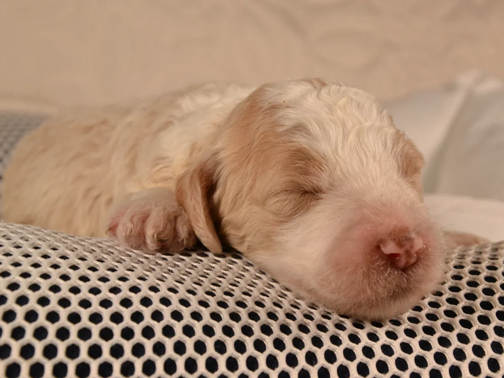Keaton the royal apricot&white poodle puppy