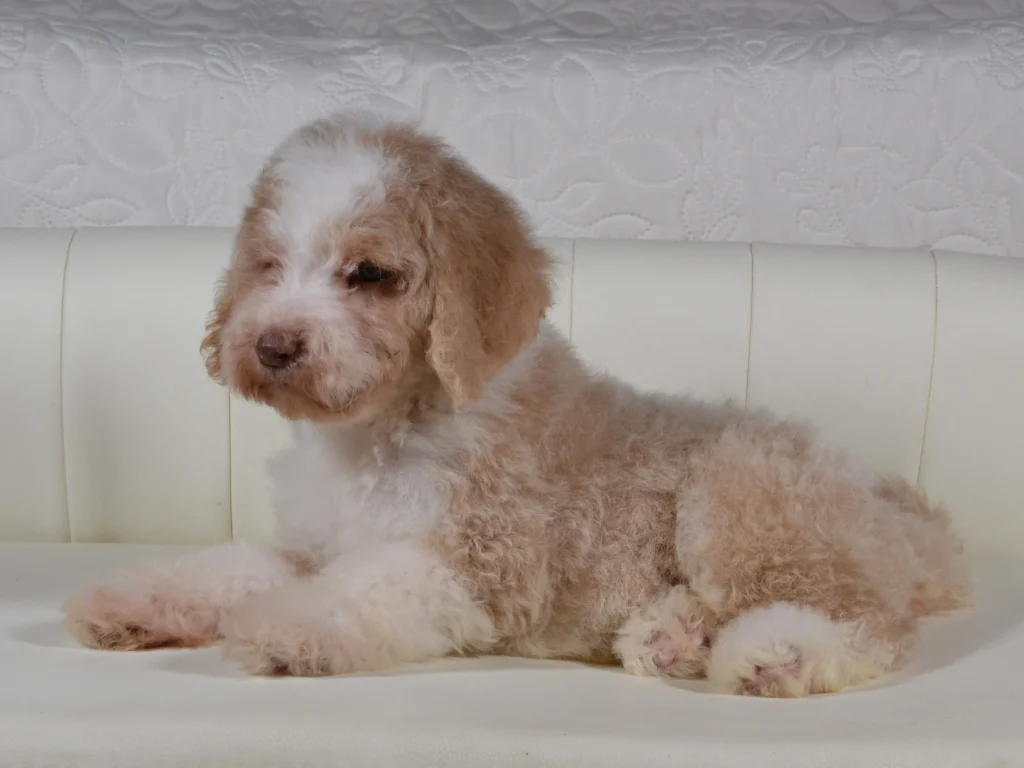 Keaton the royal apricot&white standard poodle boy