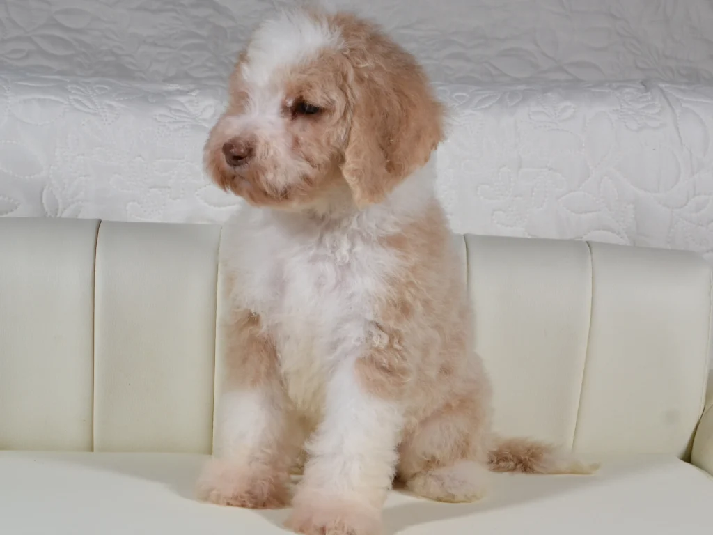 Keaton the royal apricot&white standard poodle puppy boy