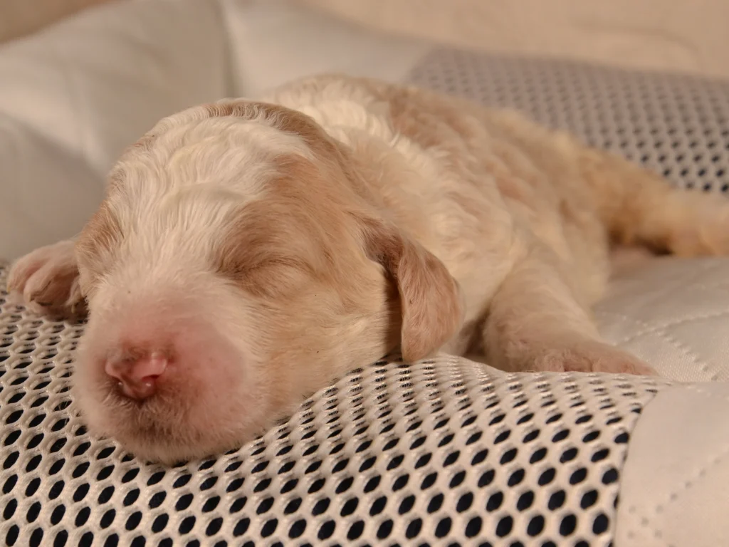 Keaton the royal apricot&white standard poodle puppy