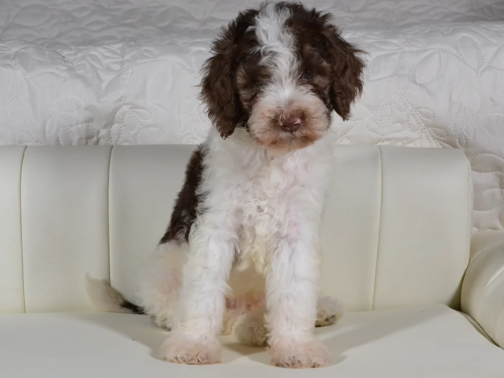 Kenzo the brown&white giantpoodle puppy boy