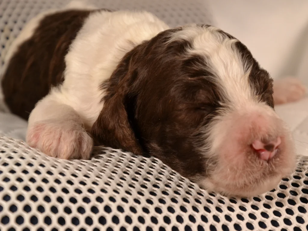 Kenzo the brown&white giantpoodle puppy