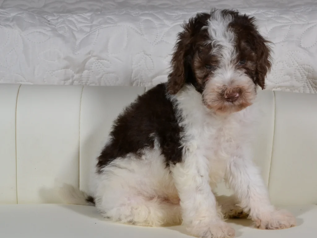 Kenzo the brown&white poodle boy
