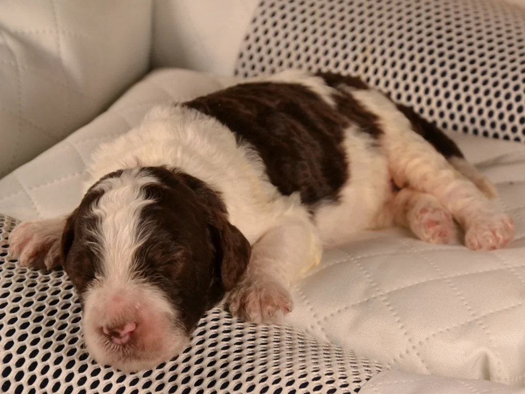 Kenzo the brown&white poodle puppy boy