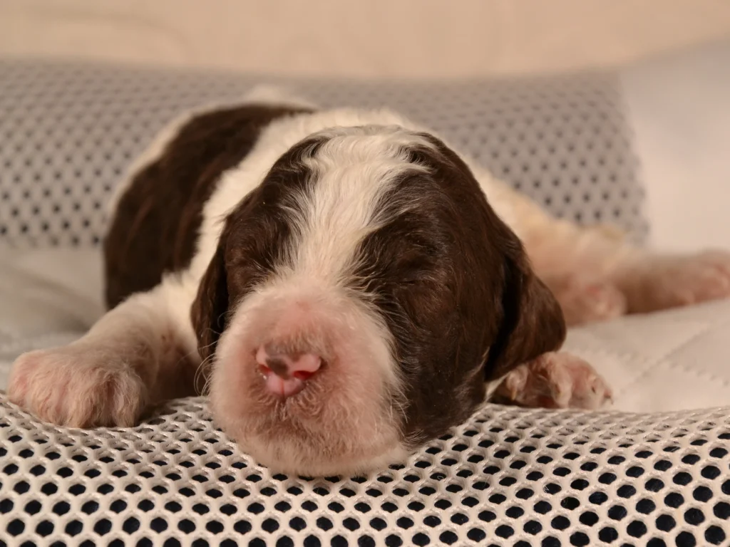 Kenzo the brown&white poodle puppy
