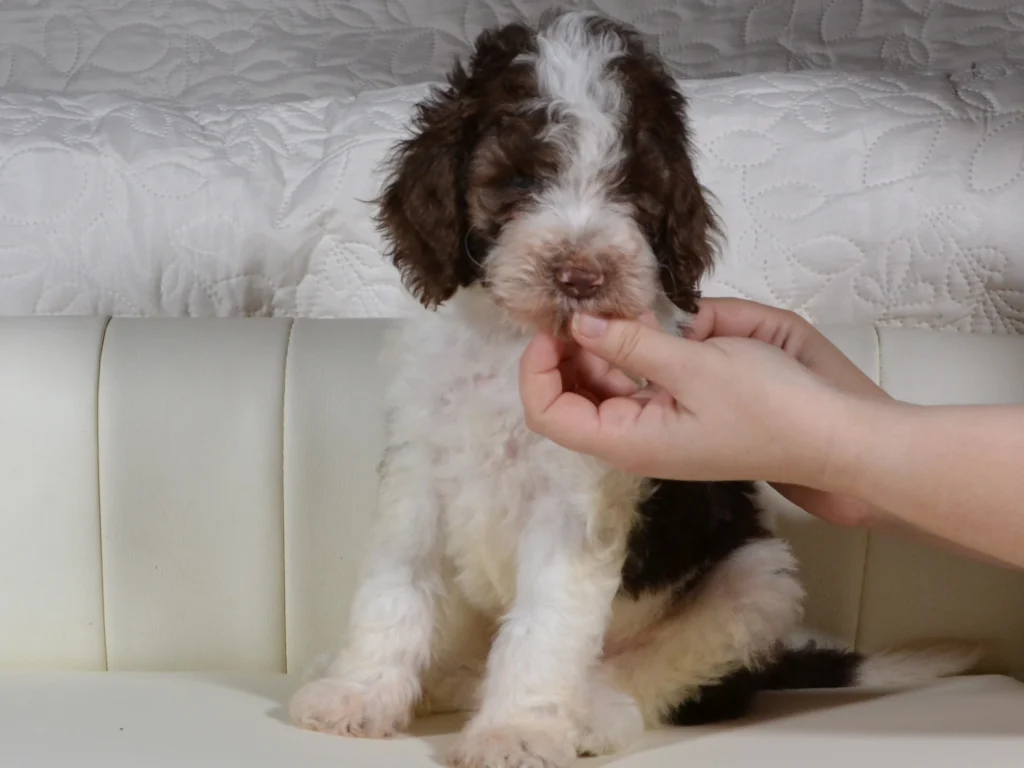 Kenzo the brown&white standard poodle boy