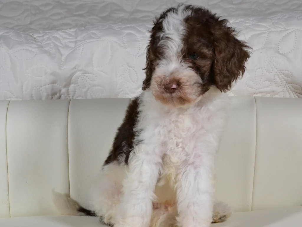 Kenzo the brown&white standard poodle puppy boy