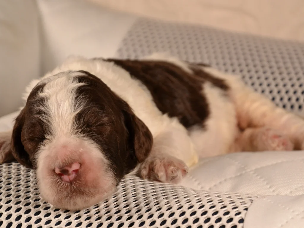 Kenzo the brown&white standard poodle puppy