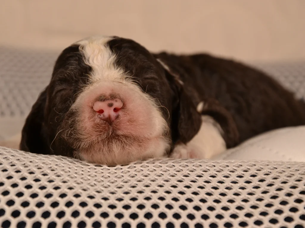 Khloe the royal brown&white giantpoodle puppy