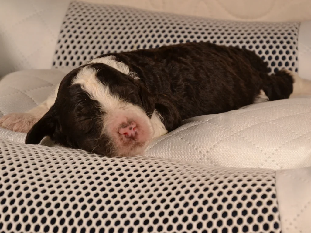Khloe the royal brown&white poodle puppy girl