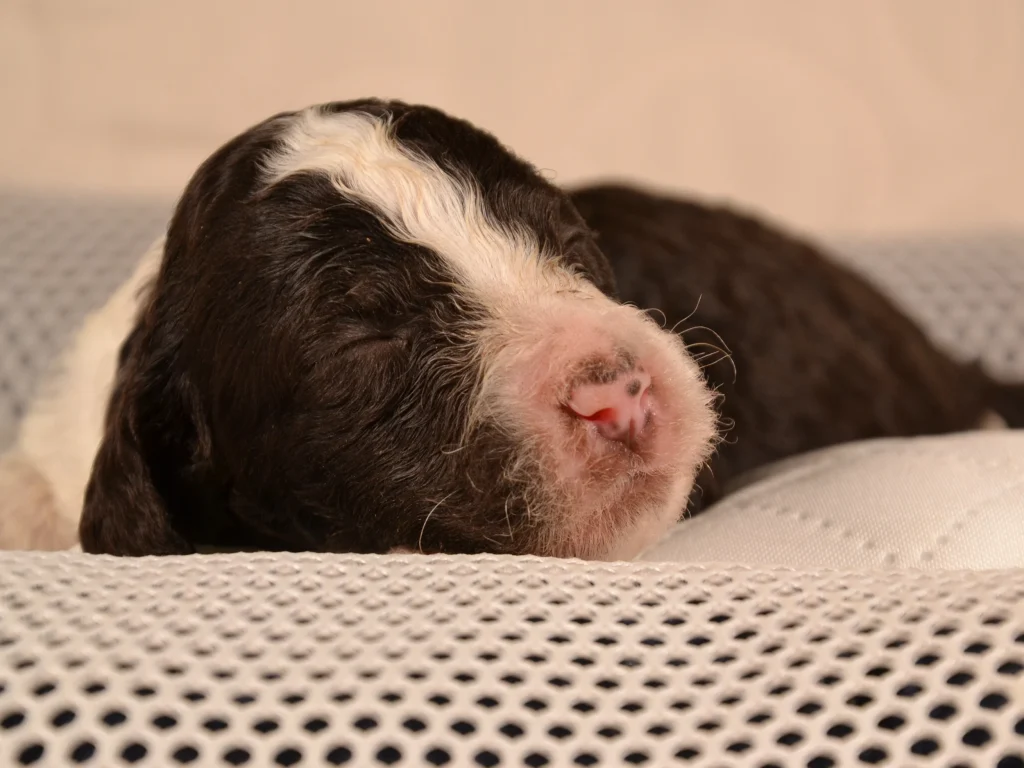 Khloe the royal brown&white poodle puppy