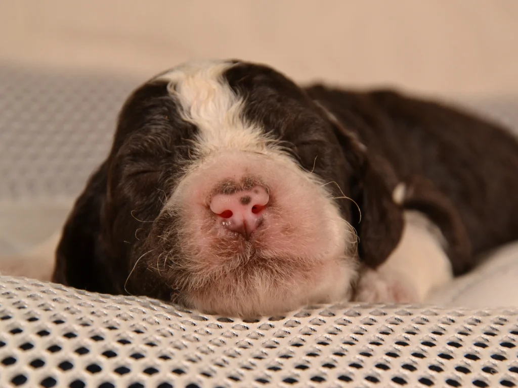 Khloe the royal brown&white standard poodle puppy