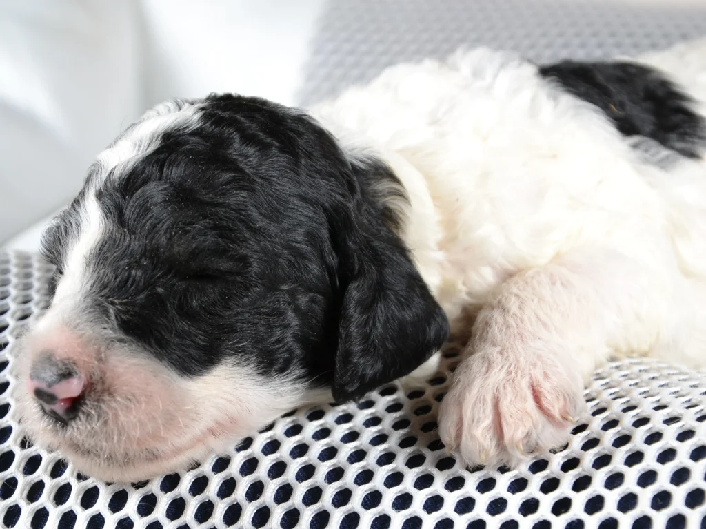 Kim the black&white giantpoodle puppy