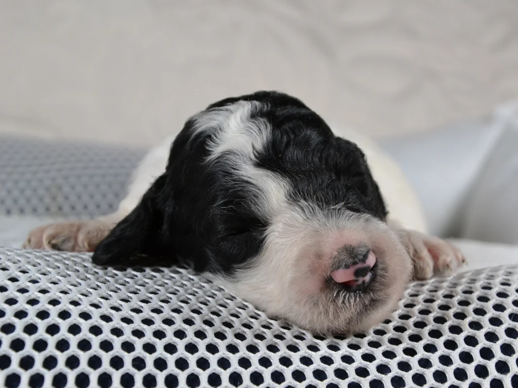 Kim the black&white poodle puppy girl
