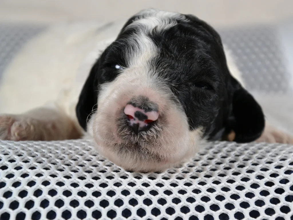 Kim the black&white poodle puppy