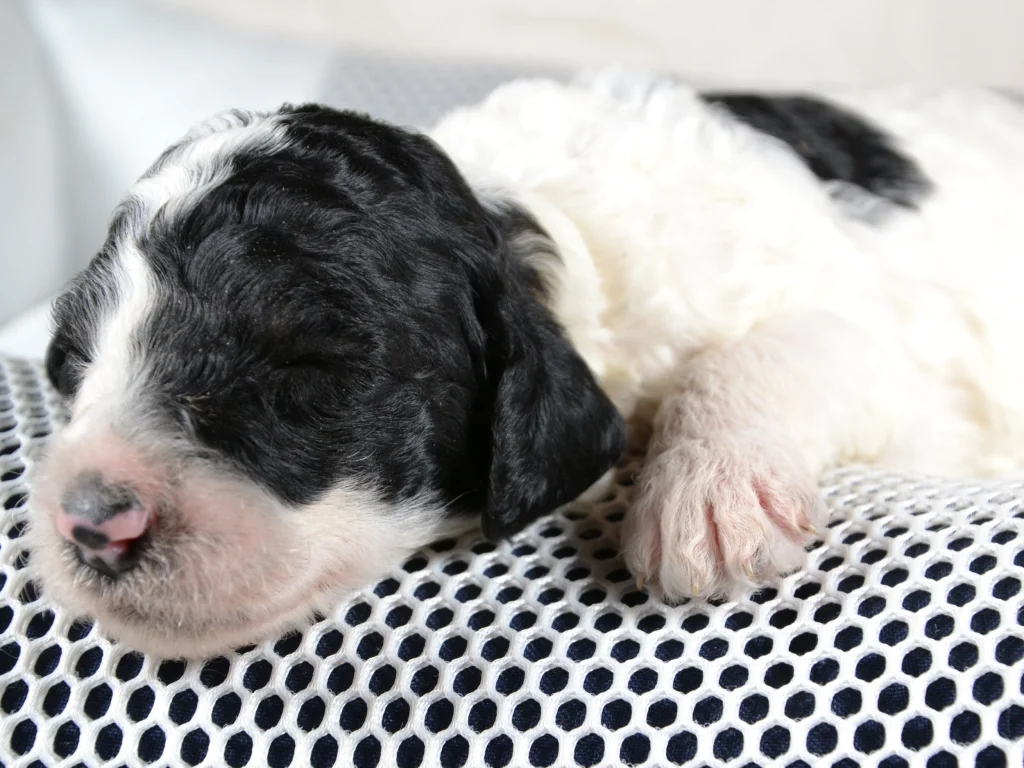 Kim the black&white standard poodle puppy